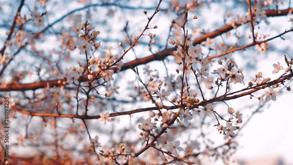 Blooming flowers of a fruit tree in the garden. Blooming plum tree Blooming flowers of a fruit tree in the garden. Blooming plum tree