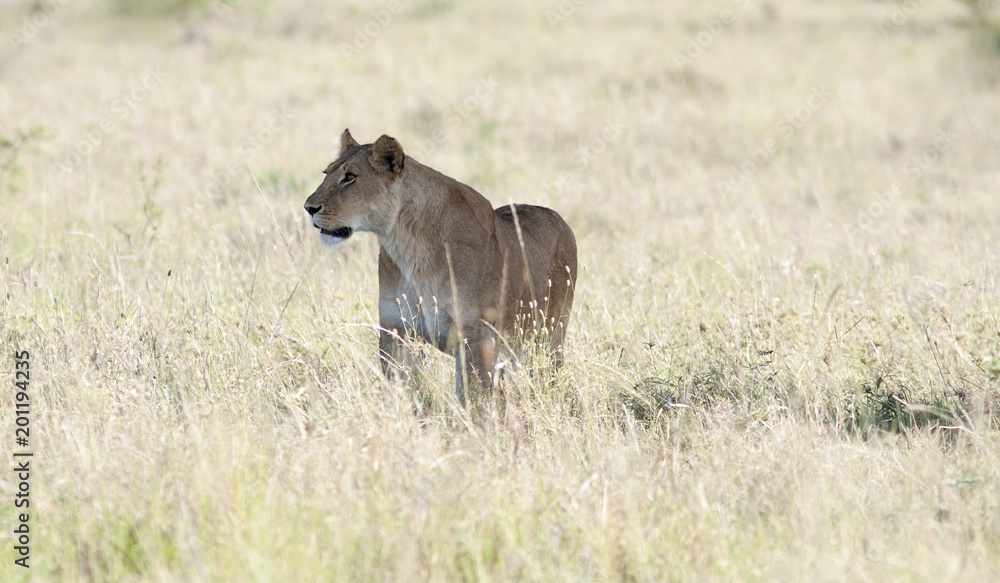 the majestic lioness gracefully stands in the African savanna the majestic lioness gracefully stands in the African savanna