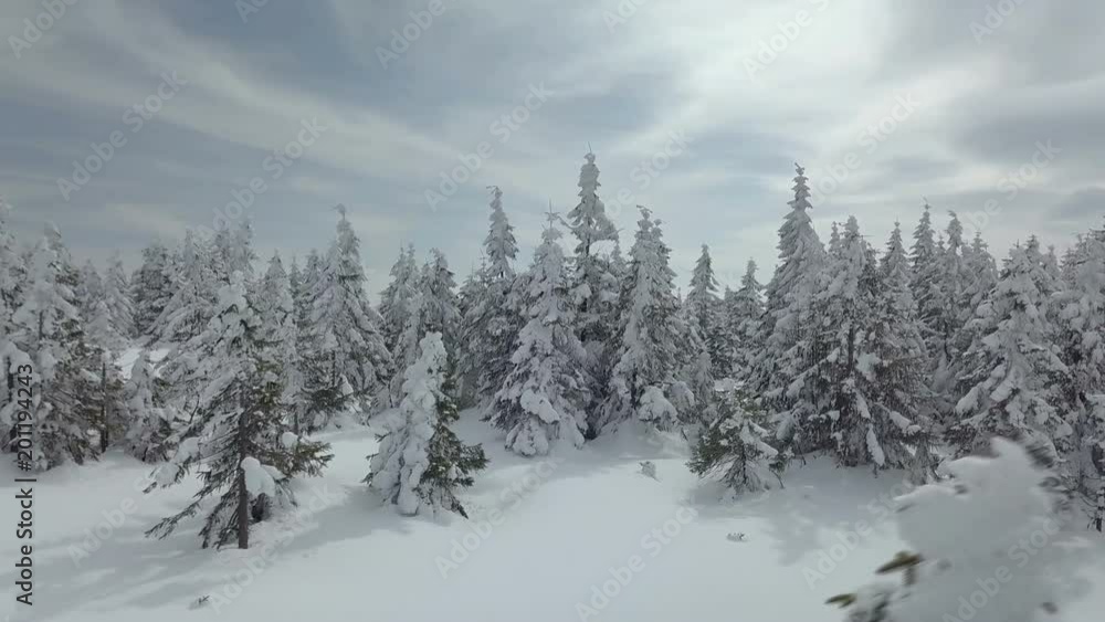 Winter snowy forest Winter snowy forest