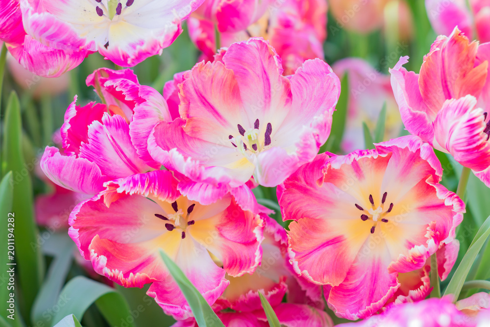 feild of bright blooming pink tulips feild of bright blooming pink tulips