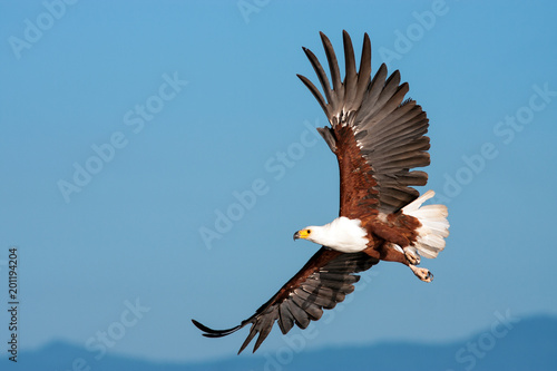 African Fish Eagle flying against a clear sky