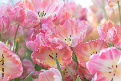 beautiful blooming pink tulips in the spring garden © IKvyatkovskaya