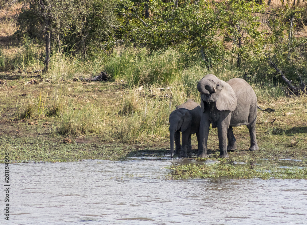 Fototapeta premium African Elephants