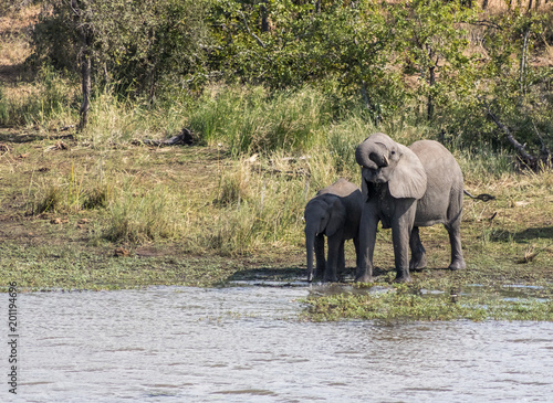 African Elephants