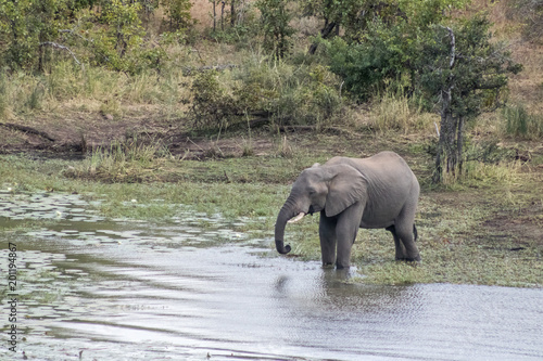 African Elephant