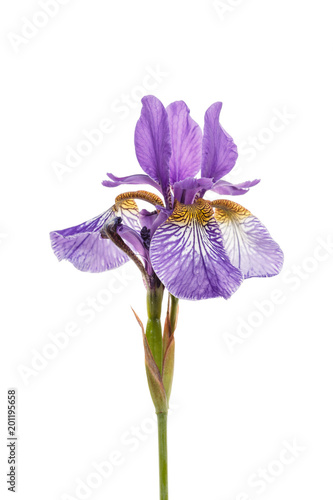 Fototapeta Naklejka Na Ścianę i Meble -  iris flower on white