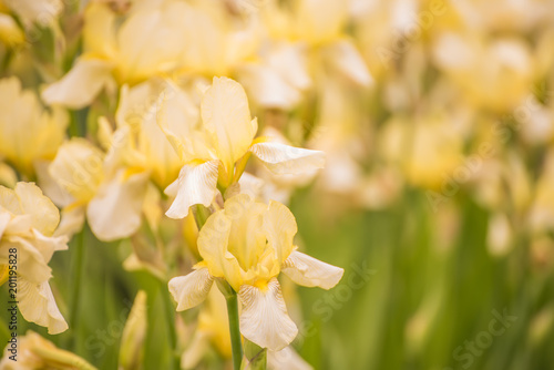 Fototapeta Naklejka Na Ścianę i Meble -  Flowers yellow irises in the spring garden. Lush flowering, bright sunny colors.
