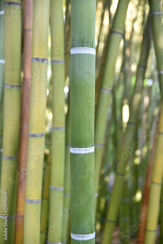 Bambous verts au jardin