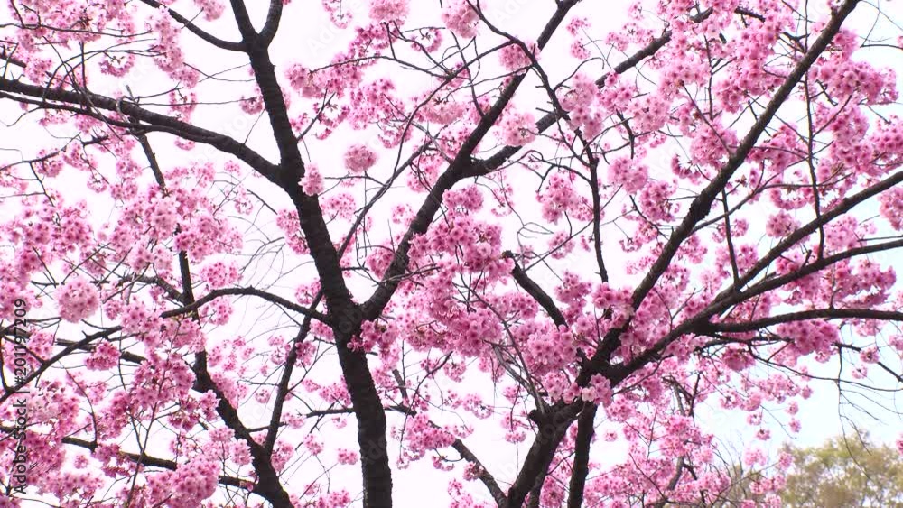 TOKYO, JAPAN - APRIL 2018 : CHERRY BLOSSOMS in Tokyo. TOKYO, JAPAN - APRIL 2018 : CHERRY BLOSSOMS in Tokyo.