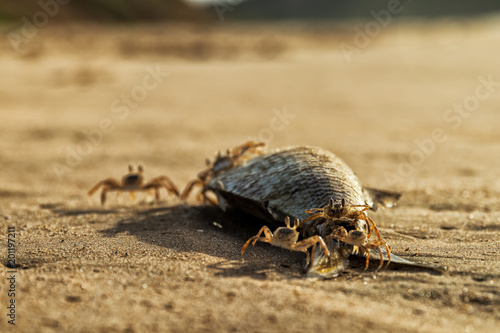 Crabs on the beach eating dead fish. photo