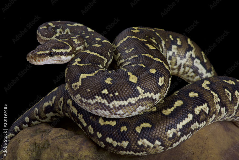 Fototapeta premium Angola python, Python anchietae