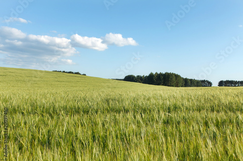 Green wheat on a field © Maksim Shebeko