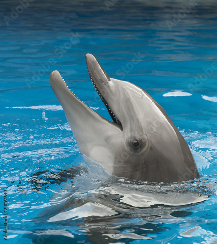 Dolphin, selfy for me