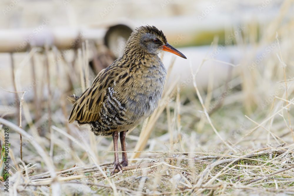 クイナ(water rail) クイナ(water rail)