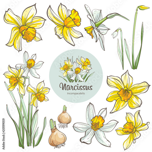 Daffodil flowers, isolated on white background. Hand-drawn illustrations.