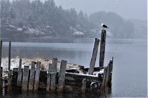 Snowy Seagull