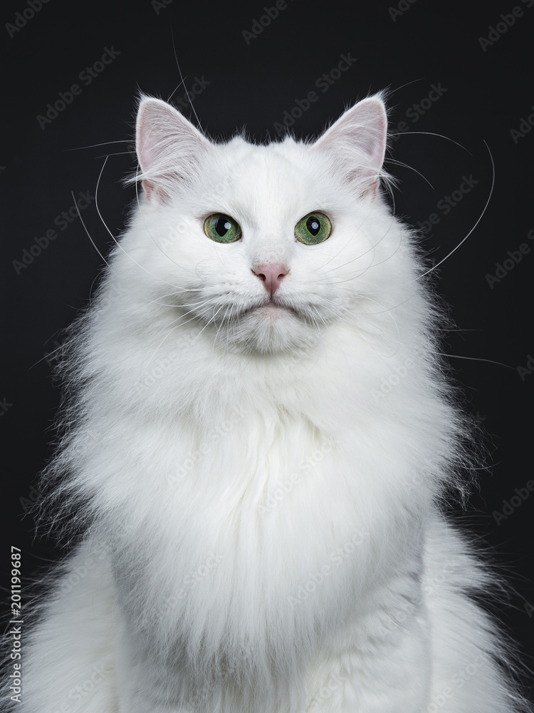 Head shot of mpressive solid white Siberian cat sitting b isolated on black background  looking straight in camera