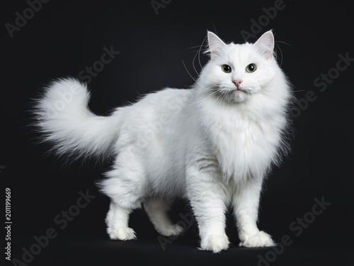 Impressive solid white Siberian cat standing side ways isolated on black background looking straight in camera