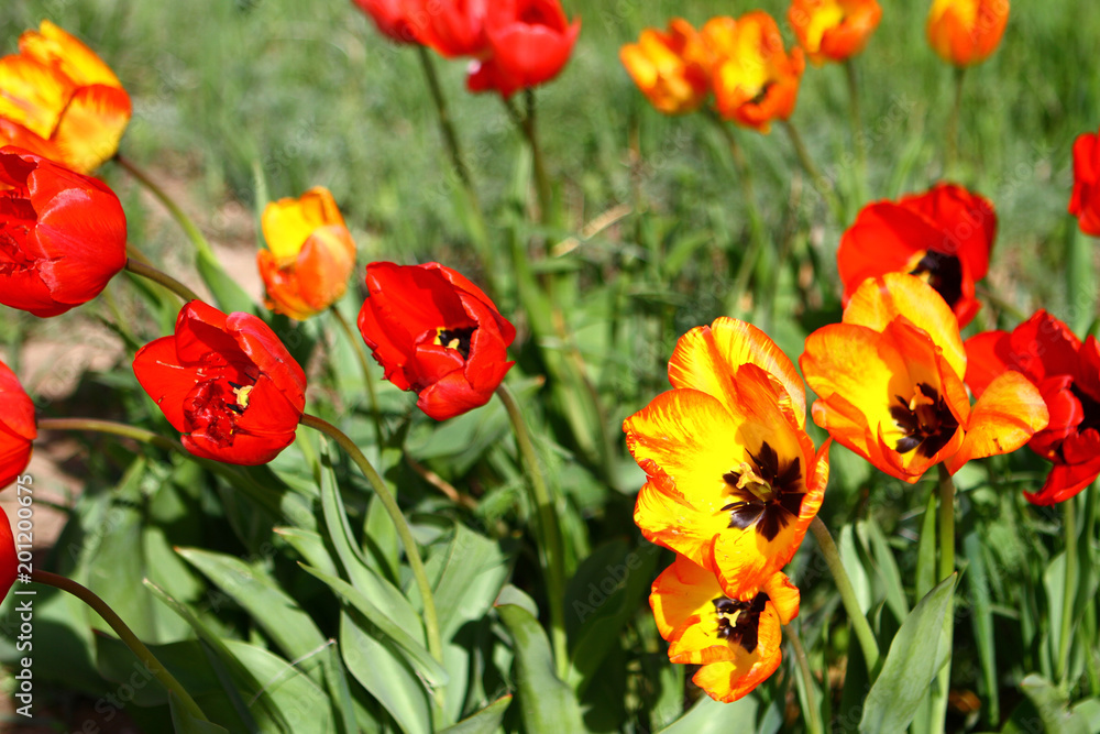 Red and yellow tulips symbolizing love and affection in flower park garden Red and yellow tulips symbolizing love and affection in flower park garden