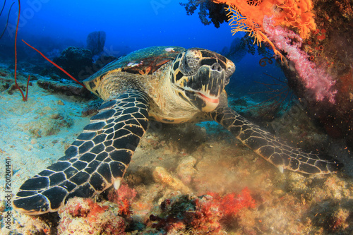 Hawksbill Turtle eating coral  