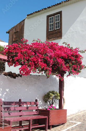 red blooming bougainvillea and bench in front of a house photo