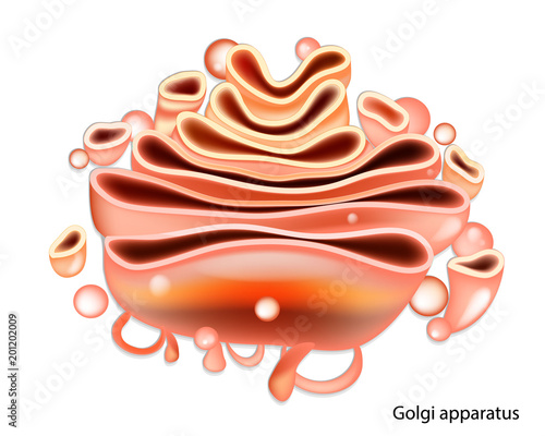 Golgi apparatus detailed illustration.  Complex, plays an important role in the modification and transport photo