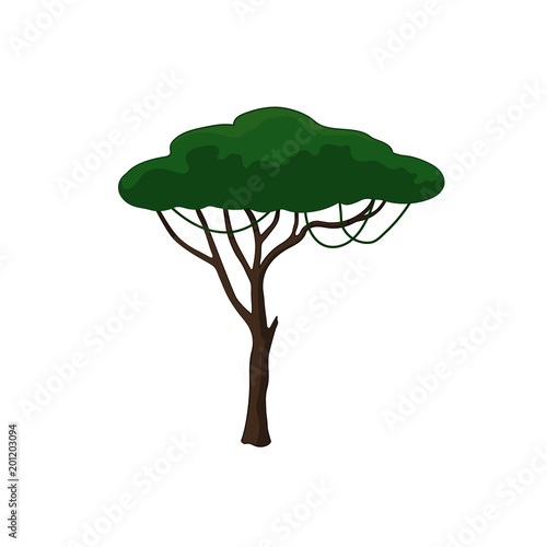 Acacia tree in cartoon style on white background. African nature. Vector illustration