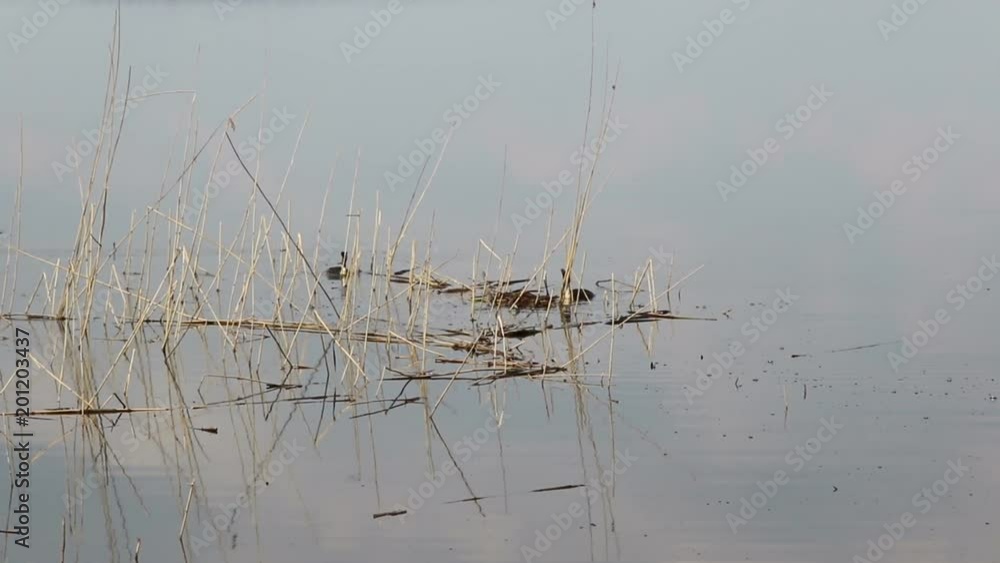 Pair of birds Great crested grebe (Podiceps cristatus) make the nest Pair of birds Great crested grebe (Podiceps cristatus) make the nest