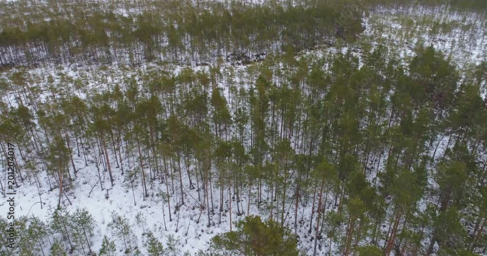 Aerial flight over frozen river with ice, among pine forest. Winter landscape. Old dam on the river. Aerial flight over frozen river with ice, among pine forest. Winter landscape. Old dam on the river.