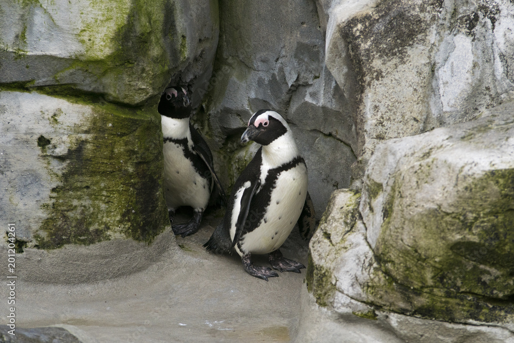 Naklejka premium Pareja de pingüinos