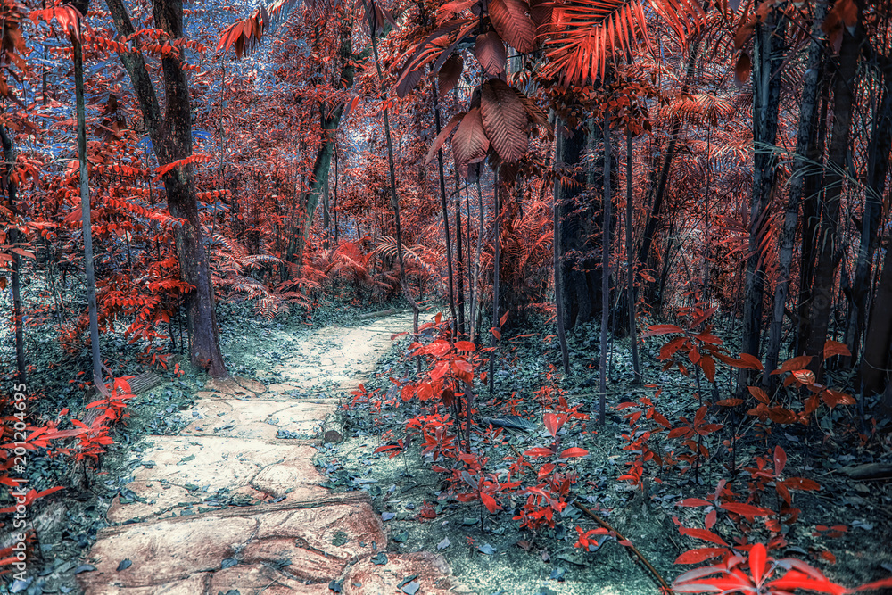 Fototapeta premium Small way in a fantasy forest 