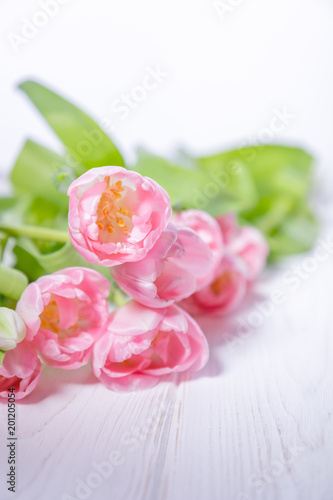Beautiful pink tulips on a white background. Free space