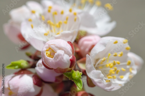 spring flowers  apricot on branches of a apricot tree