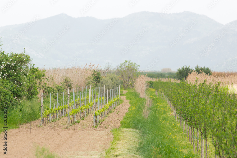 Fototapeta premium Organic farm. Ecological agriculture