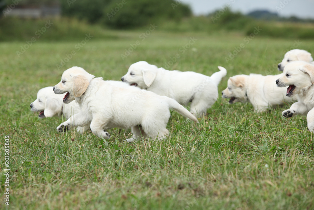 Fototapeta premium Beautiful group of golden retriever puppies running