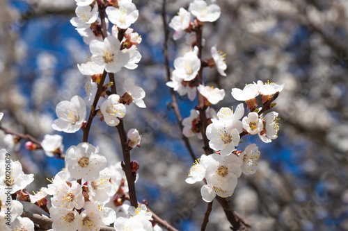 spring flowers  apricot on branches of a apricot tree