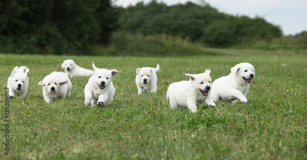 Beautiful group of golden retriever puppies running Beautiful group of golden retriever puppies running