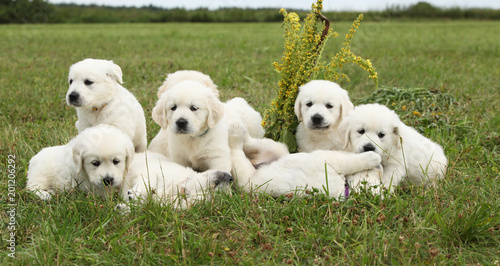 Amazing group of golden retriever puppies