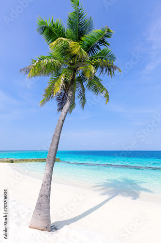 Fototapeta Naklejka Na Ścianę i Meble -  Maldives tropical beach with coconut palms and sea view