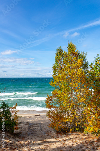 Fototapeta Naklejka Na Ścianę i Meble -  Autumn Tree on Lake Superior at Pictured Rocks, USA