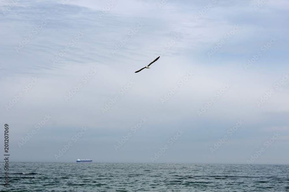Fototapeta premium Seagull against the sky, lonely ship in the distance