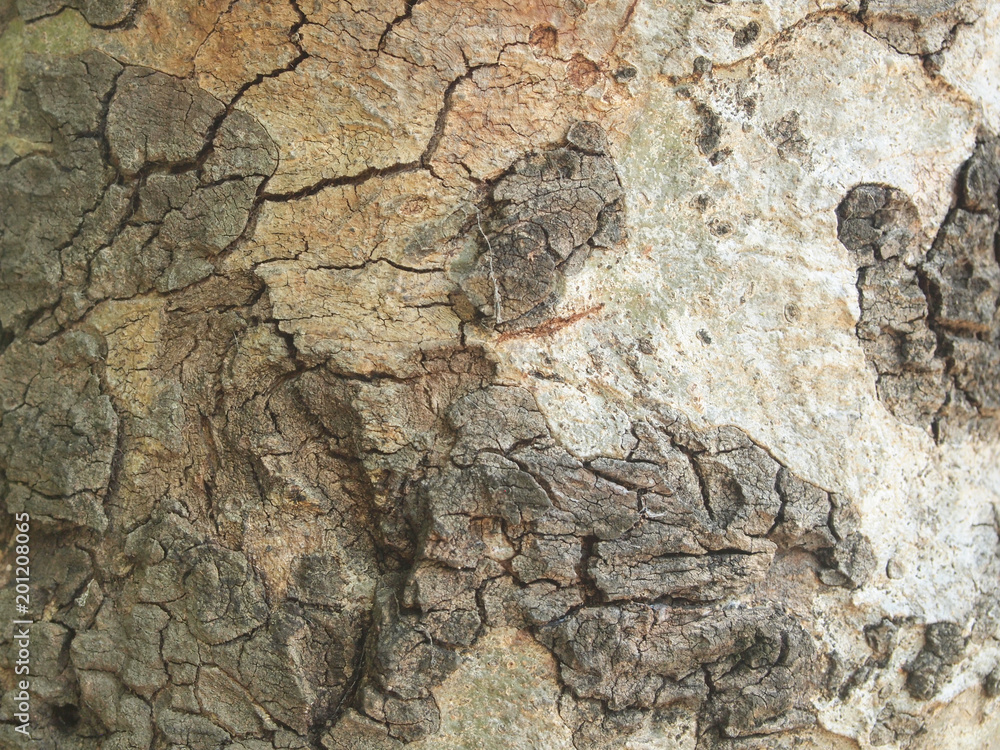 Tree bark texture Tree bark texture