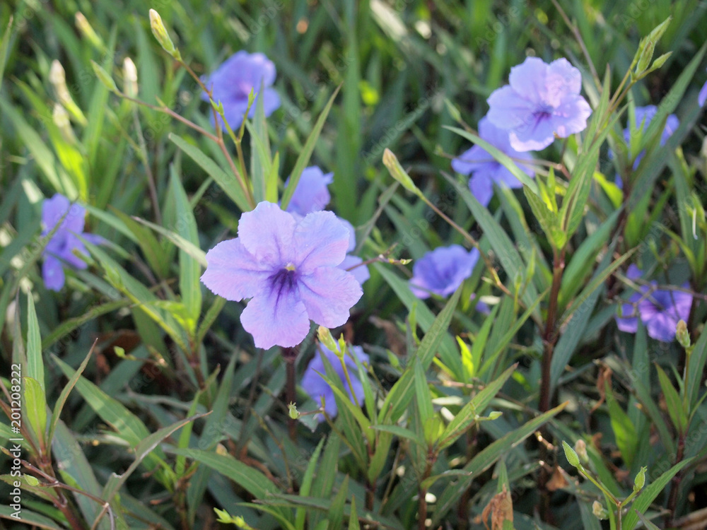 Purple flowers in the garden ,Ruellia tuberosa Purple flowers in the garden ,Ruellia tuberosa