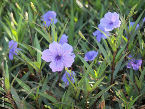 Purple flowers in the garden ,Ruellia tuberosa