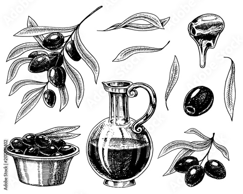 Set of Olive oil and branch of trees. Organic vegetarian product in bottle. Green plant for healthy diet. Black fruit for cooking food. Engraved hand drawn in old vintage sketch. Vector illustration.