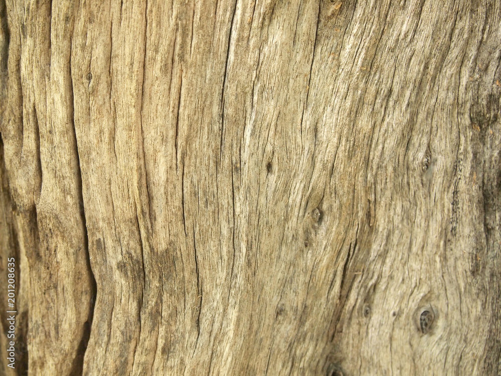 Fototapeta premium Tree bark texture