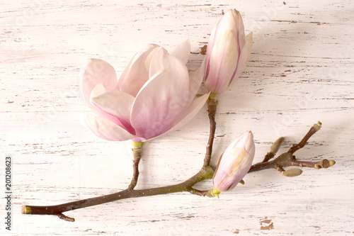 kwiat magnolii, kwiat, roślina, biała, beuty, galąź, drzewo magnolii, kwiatowy, fiolet, kwitnienie, flora, botanika,ornament z magnolii, kompozycja magnolii, układ kwiatów magnolii, pąki magnolii