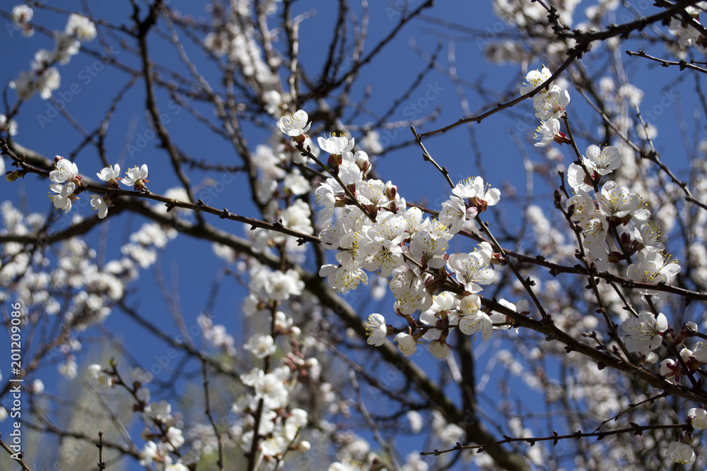 The sakura is blooming. Spring blossom of cherry tree. The sakura is blooming. Spring blossom of cherry tree.