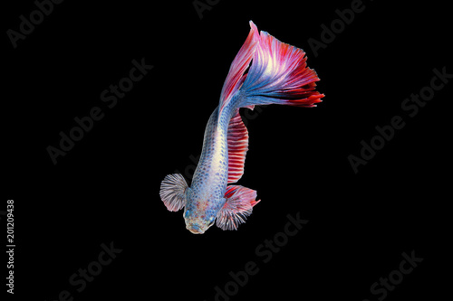 half moon siamese fighting fish on black background with clipping path