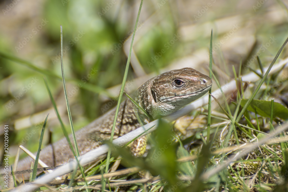 Lizard in green grass Lizard in green grass